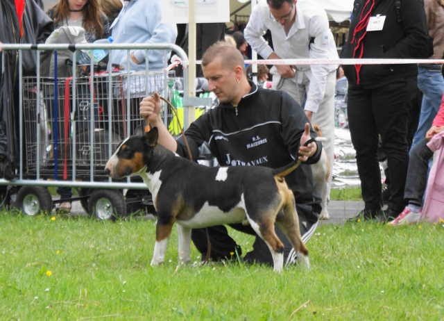 Chopper de l'empire du bull (Sans Affixe) - 2 eme EXCELLENT