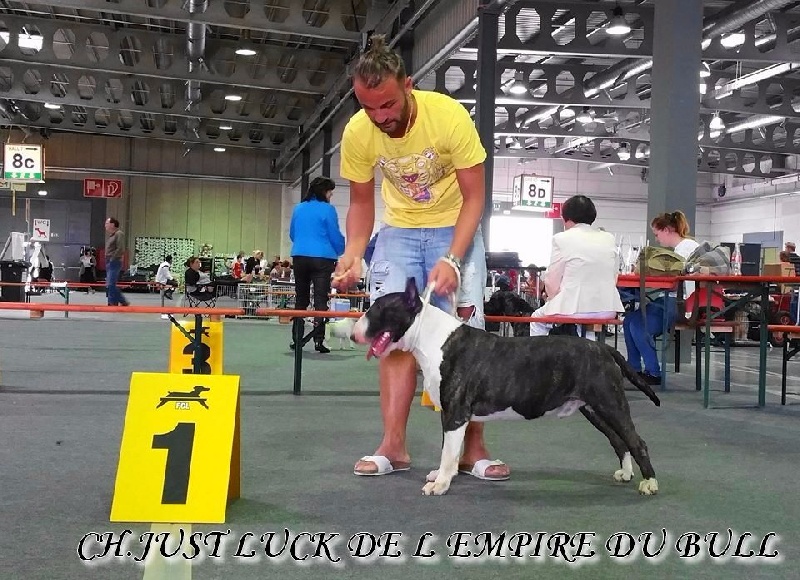 CH. Just luck de l'Empire du Bull - 1er excellent CACL - RCACIB