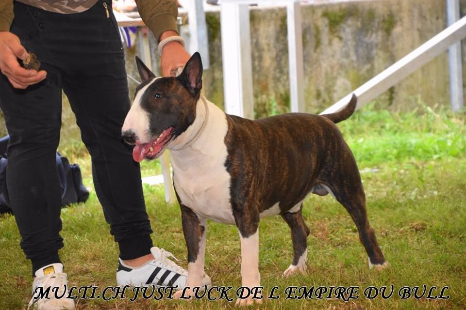CH. Just luck de l'Empire du Bull - 1er excellent CAC-CACIB-BOS