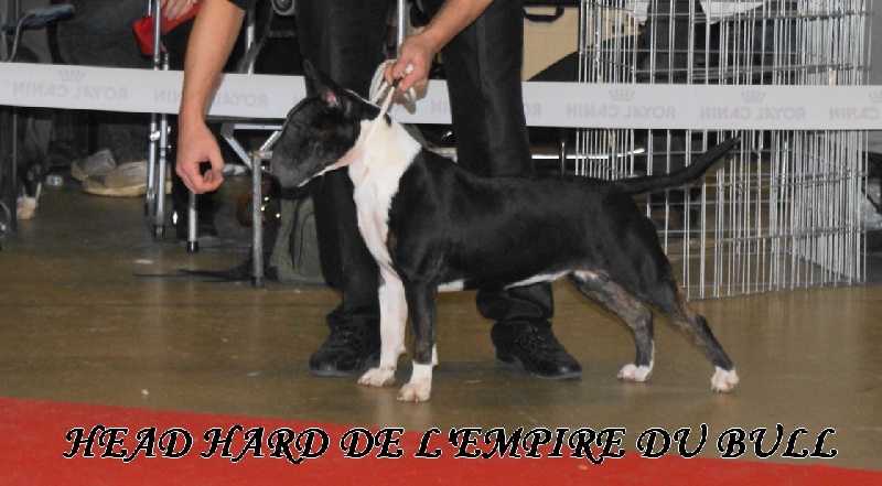 CH. Head hard de l'Empire du Bull - TRES PROMETTEUR