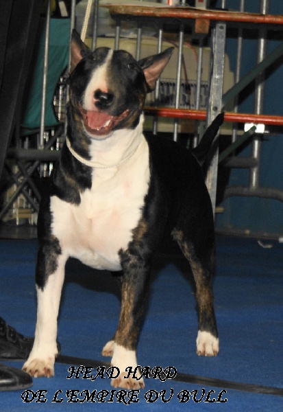CH. Head hard de l'Empire du Bull - excellent N/C