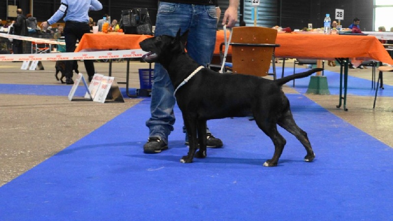 Just crazy de l'Empire du Bull - 1er TRES PROMETTEUR