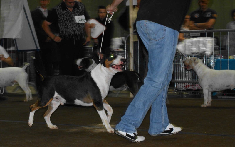 Chopper de l'empire du bull (Sans Affixe) - EXCELLENT