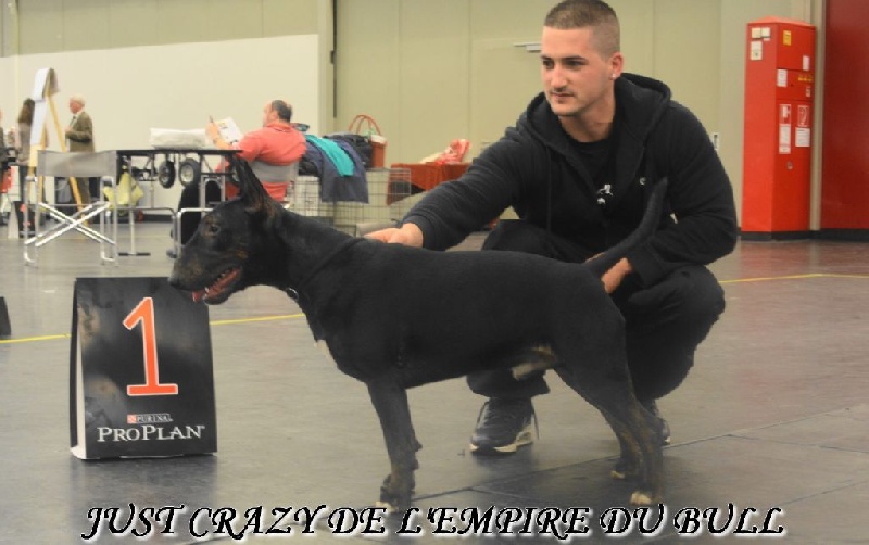 Just crazy de l'Empire du Bull - 1er EXCELLENT