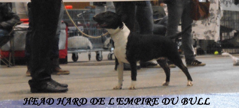 CH. Head hard de l'Empire du Bull - 3eme Très prometteur