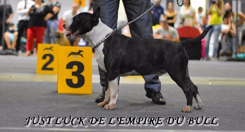 CH. Just luck de l'Empire du Bull - 3eme Excellent