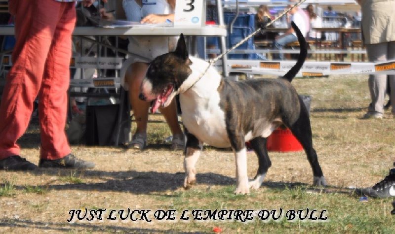CH. Just luck de l'Empire du Bull - 1er excellent meilleur jeunes