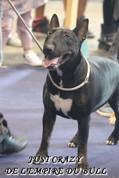 Just crazy de l'Empire du Bull - excellent N/C