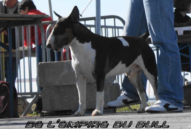 Chopper de l'empire du bull (Sans Affixe) - 1er EXCELLENT C.A.C.S