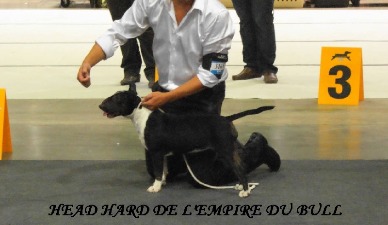 CH. Head hard de l'Empire du Bull - 4 eme tres prometteur