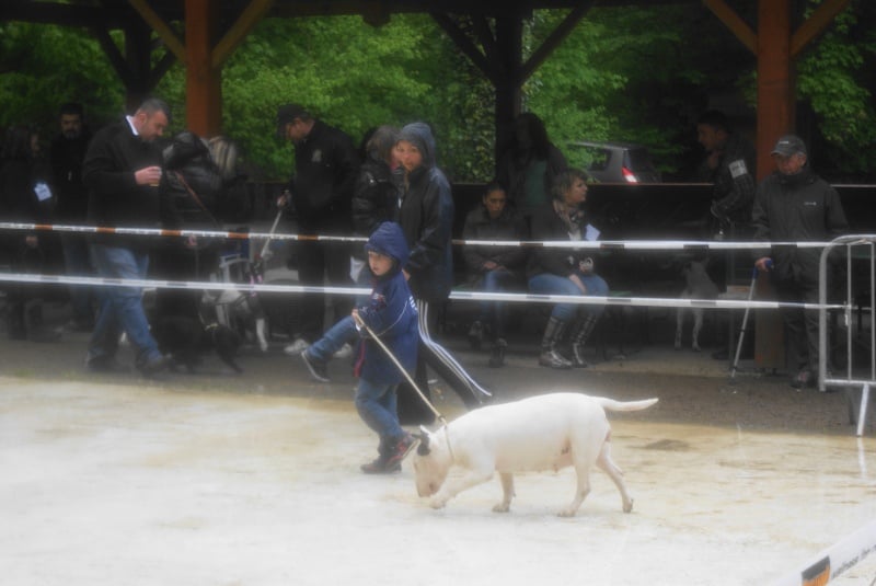 CH. Athena a de l'empire du bull (Sans Affixe) - 1er excellent