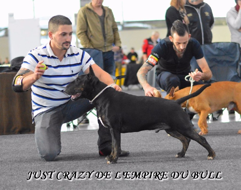 Just crazy de l'Empire du Bull - 3eme EXCELLENT