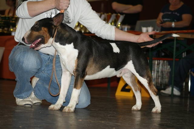 Chopper de l'empire du bull (Sans Affixe) - 3 eme EXCELLENT