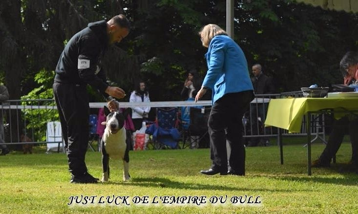 CH. Just luck de l'Empire du Bull - 1er excellent CACS