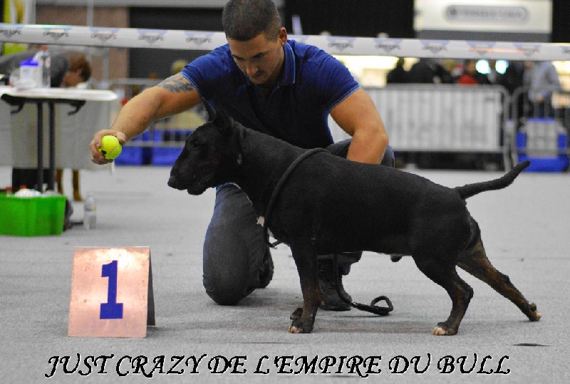 Just crazy de l'Empire du Bull - 1er excellent RCAC - RCACIB