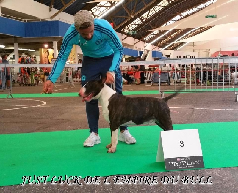 CH. Just luck de l'Empire du Bull - 3eme EXCELLENT