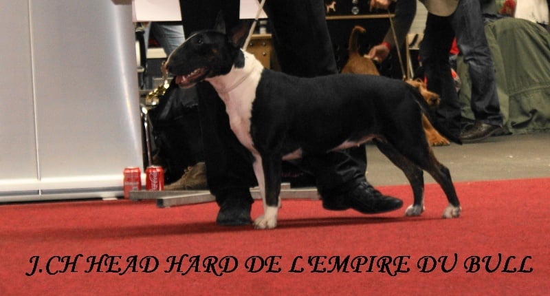 CH. Head hard de l'Empire du Bull - 1er excellent MEILLEUR JEUNE