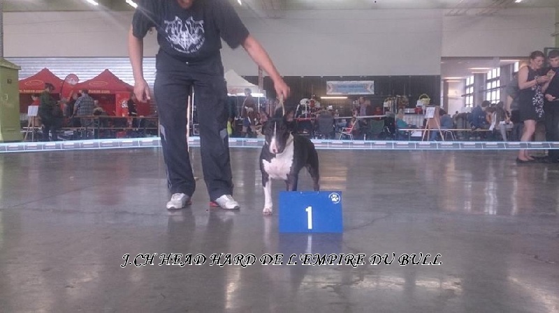CH. Head hard de l'Empire du Bull - 2eme excellent
