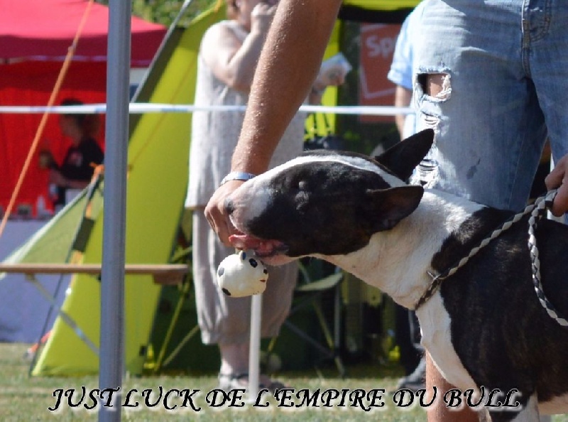 CH. Just luck de l'Empire du Bull - 4eme Excellent