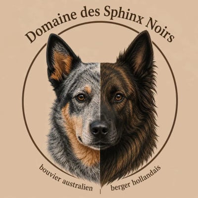 du domaine des Sphinx Noirs