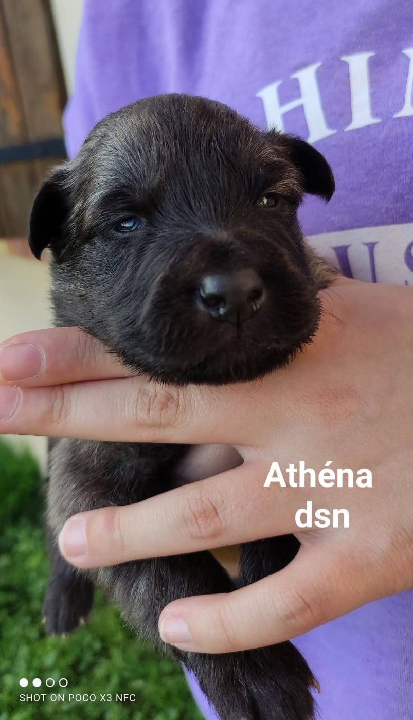 ATHENA