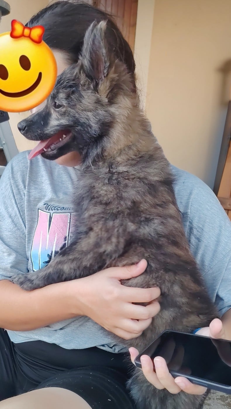 BASTET
