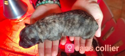 Les chiots de Berger hollandais