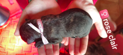 Les chiots de Berger hollandais