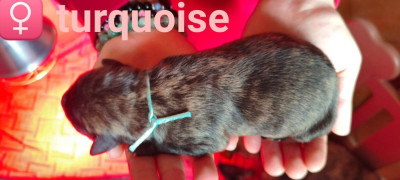 Les chiots de Berger hollandais