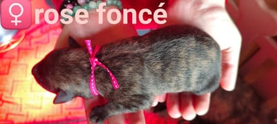 Les chiots de Berger hollandais