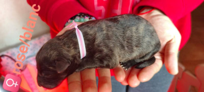 Les chiots de Berger hollandais