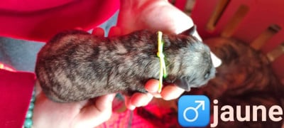 Les chiots de Berger hollandais