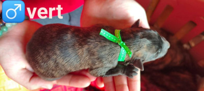 Les chiots de Berger hollandais