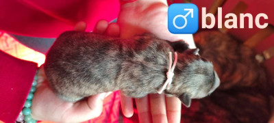 Les chiots de Berger hollandais