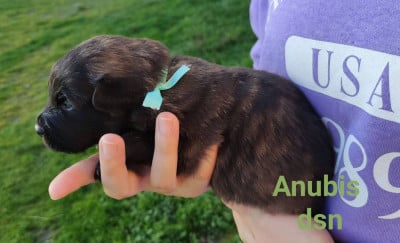 ANUBIS - Berger hollandais