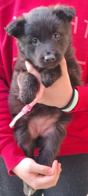 Les chiots de Berger hollandais