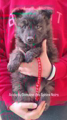 Les chiots de Berger hollandais