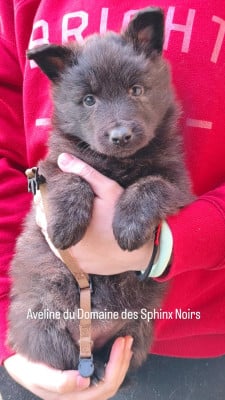Les chiots de Berger hollandais