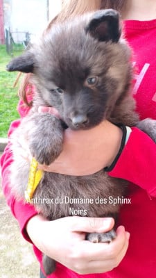 Les chiots de Berger hollandais