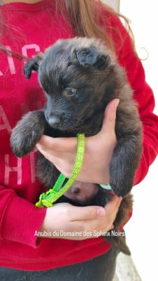 Les chiots de Berger hollandais