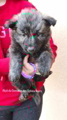 Les chiots de Berger hollandais