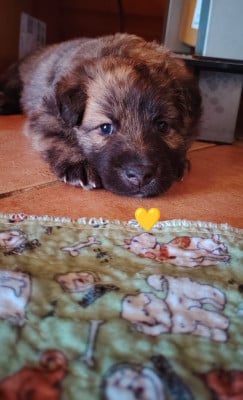 Les chiots de Berger hollandais