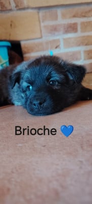 Les chiots de Berger hollandais