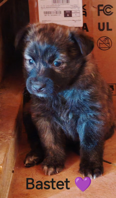 Les chiots de Berger hollandais