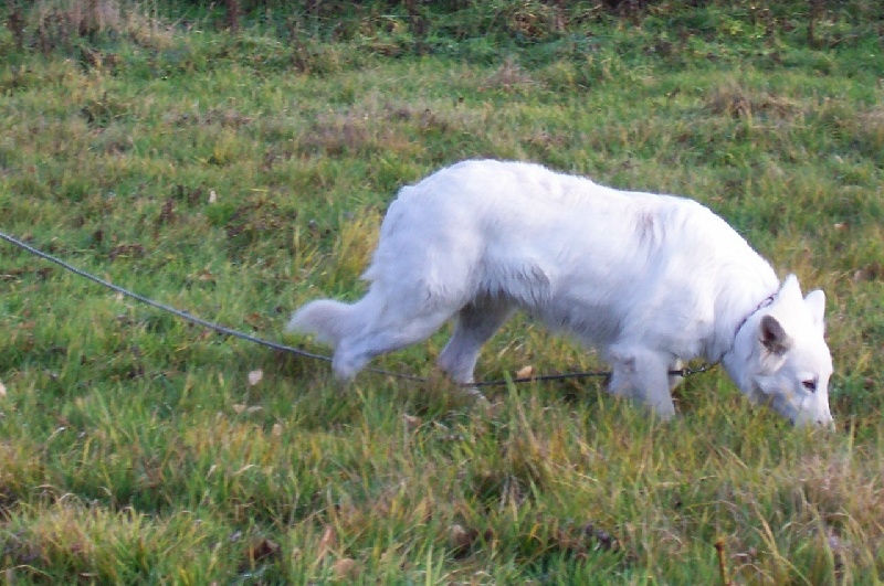 Albina des Gardiens du Pacte - 1er BON