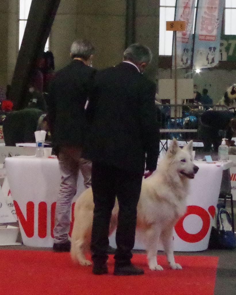 Drakar du paradis boupi - 1er EXCELLENT / MEILLEUR VETERAN