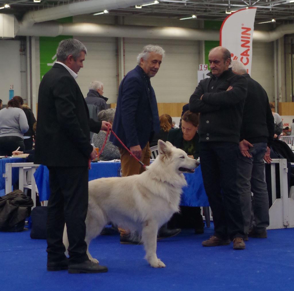 Drakar du paradis boupi - 1er EXCELLENT / MEILLEUR VETERAN / MEILLEUR MALE / MEILLEUR SEXE OPPOSE