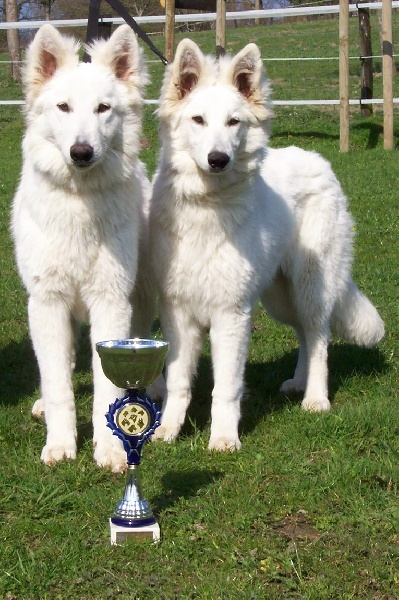 Divine idylle de l'aige de la tournelle - TRES PROMETTEUR / 3e meilleur paire de l'expo, avec Dakota