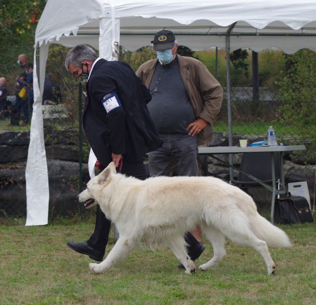Drakar du paradis boupi - 1er EXCELLENT / MEILLEUR VETERAN