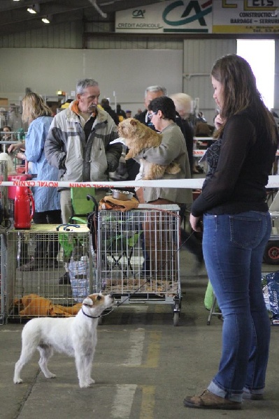 CH. Hounds Fields Donuts - 2ème Excellent RCACS